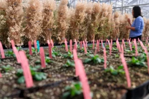 Growing Camelina in greenhouse